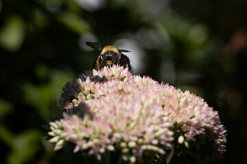 bee on pink sedum autumn joy