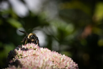 bee on pink sedum autumn joy