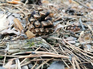 frog in the grass
