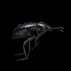 Pinacate Eleodes beetle isolated  on black background 
