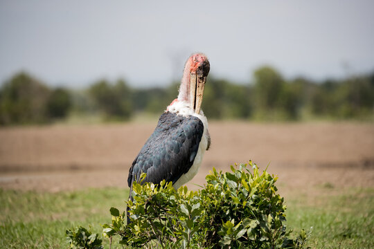 Preening Marabou Stork, Leptoptilos crumeniferus,  a large wading bird in the stork family Ciconiidae. .CR2