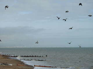 A group of birds fly by the sea and the beach near the city