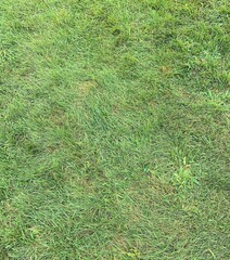 green grass background