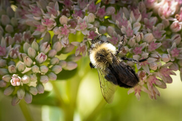 bee on pink sedum autumn joy