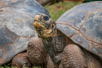 Galapagos turtle (Chelonoidis nigra)