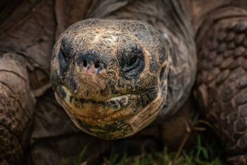Galapagos turtle (Chelonoidis nigra)