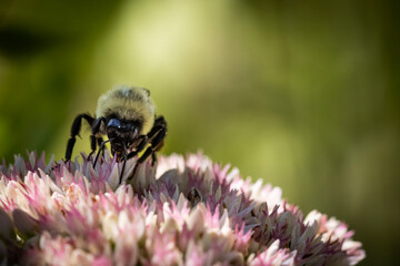 bee on pink sedum autumn joy