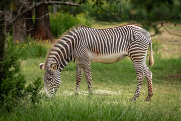 Fototapeta na wymiar Grevy's Zebra (Equus grevyi) grazing in it's enclosure in a zoo