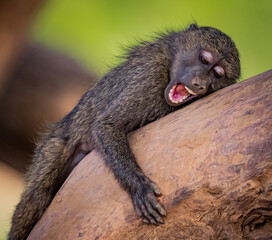 Sleepy young baboon yawns while laying on tree limb.