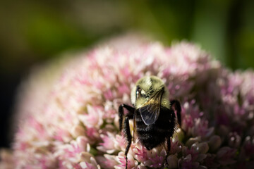 bee on pink sedum autumn joy