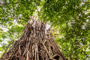 Low angle view of a huge Australian strangler fig tree
