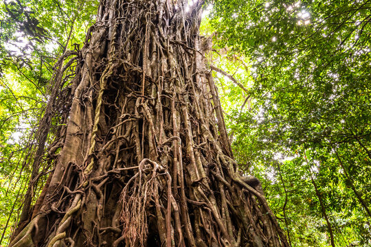 Low Angle View Of A Huge Australian Strangler Fig Tree