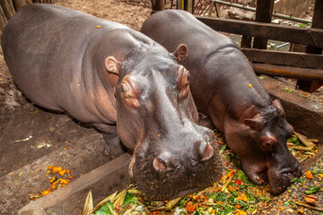 hippos eat their food in the confined space of a zoo