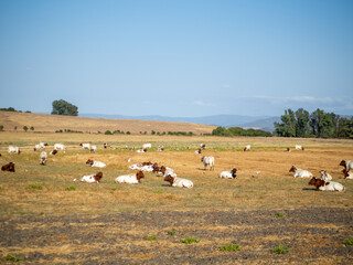 Fototapeta na wymiar Vacas y toros en libertad pastando en una pradera