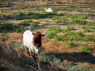 Vacas y toros en libertad pastando en una pradera