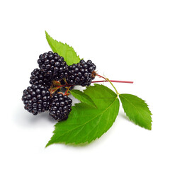 Branch of fresh ripe blackberry with leaves isolated on white background