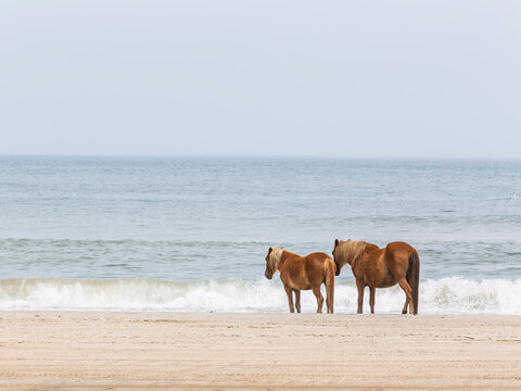 Spanish Mustang Standing By Sea On Beach