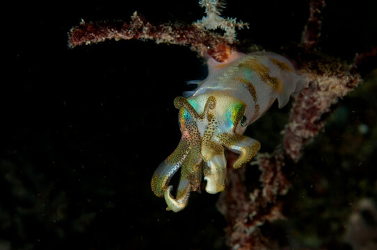 Close up of squid