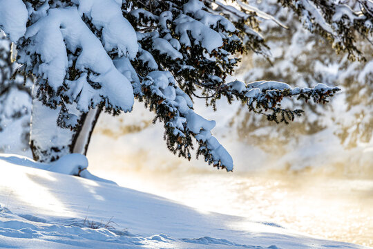 Steam rises behand snow laden pine tree in Yellowstone.