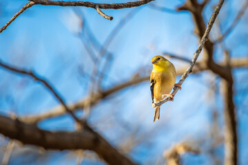 American Goldfinch (Spinus tristis)