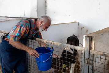 Farmer feeding calf with milk from bucket