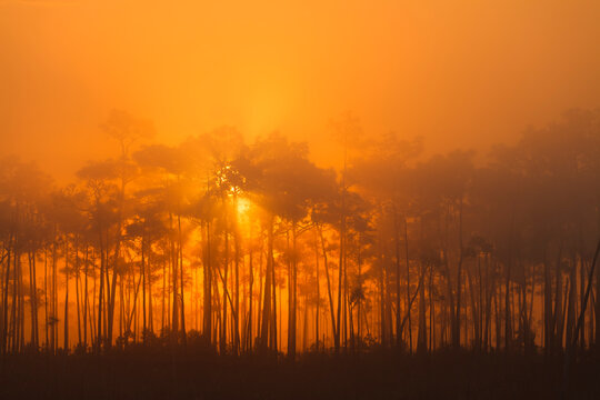 View of American mahogany during sunrise