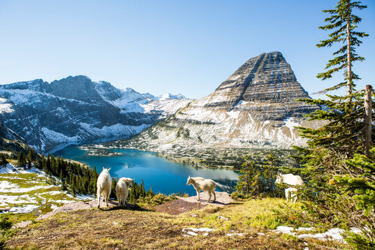 Scenic view of mountain goats by Whitefish Lake with mountain range in background