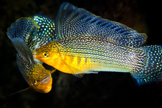 Close up of sailfin mollyes swimming underwater