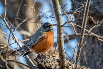 American Robin (Turdus migratorius)