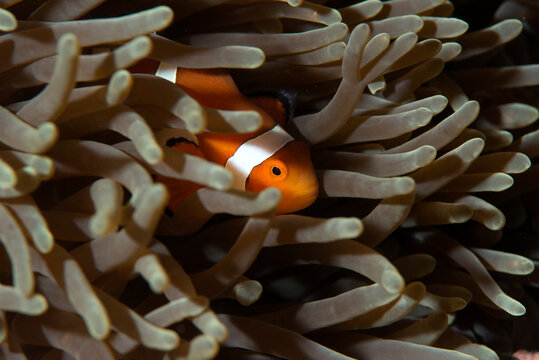 Close up of clownfish swimming underwater