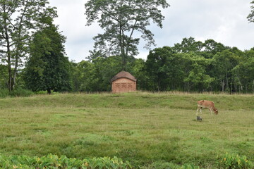 cow and hut in the woods