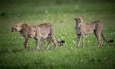 Two young cheetahs with fluffy neck hair are being watched over by theie mother on the right