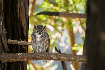 Portrait of great horned owl perching on branch
