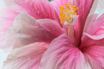 Close up of tropical Hibiscus flower