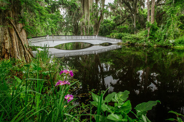 View of bridge over swamp in forest