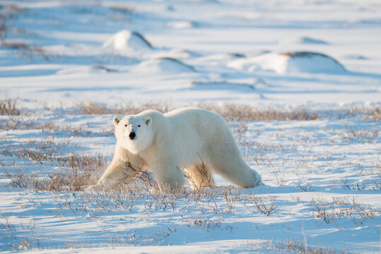 Portrait of polar bear walking on snowy landscape