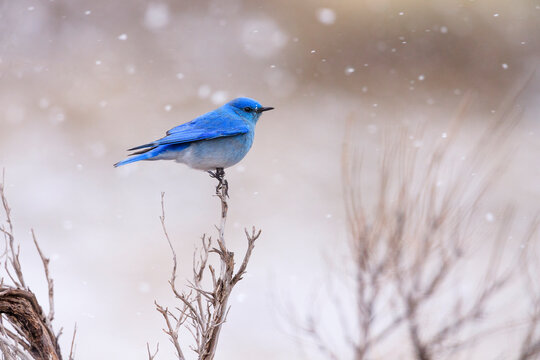 Close up of bluebird perching on tree