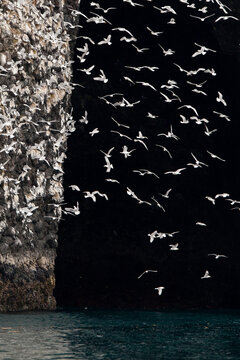Flock of black legged kittiwake flying over sea in Kenai Fjords National Park