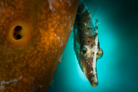 Portrait of slender filefish swimming behind sponge in sea