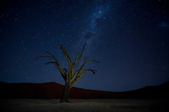 View of starry sky over bare tree on desert landscape