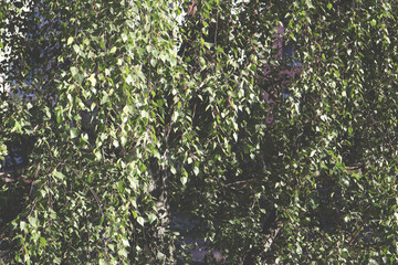 green leaves on a tree