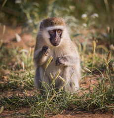 Vervet monkey in Samburu Game Preserve, Kenya; Specie Chlorocebus pygerythrus family of Cercopithecidae