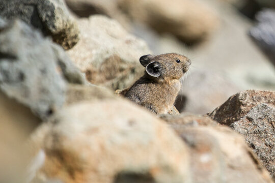 Close up of pika sitting on boulder