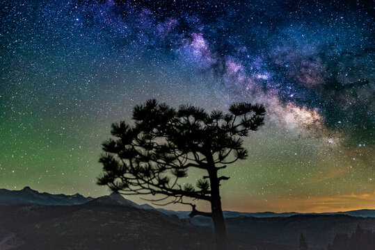 Scenic view of tree against starry sky