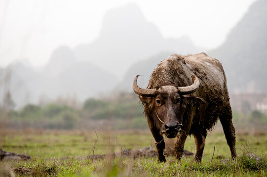 Portrait of Water Buffalo standing in field
