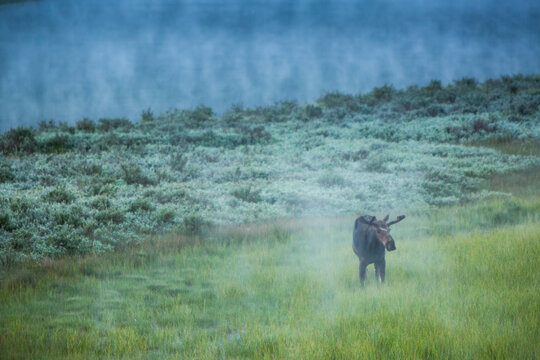 Moose standing on grass at dawn