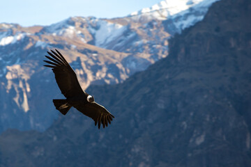 Close up of condor bird