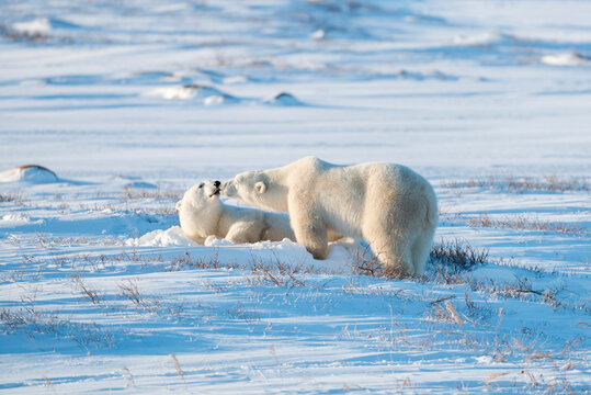 Polar bears on snowy landscape