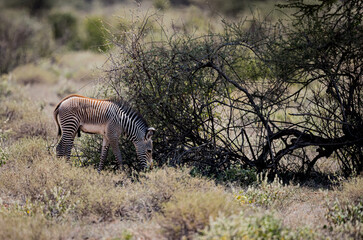 Young foal zebra grazing on grass in Samburu, Kenya