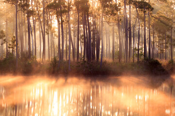 View of forest with fog during sunrise